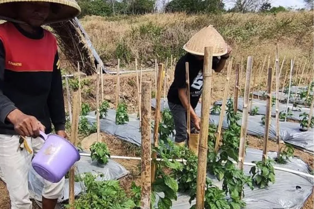Kemarau Panjang, Petani Cirebon Pilih Tanam Palawija
