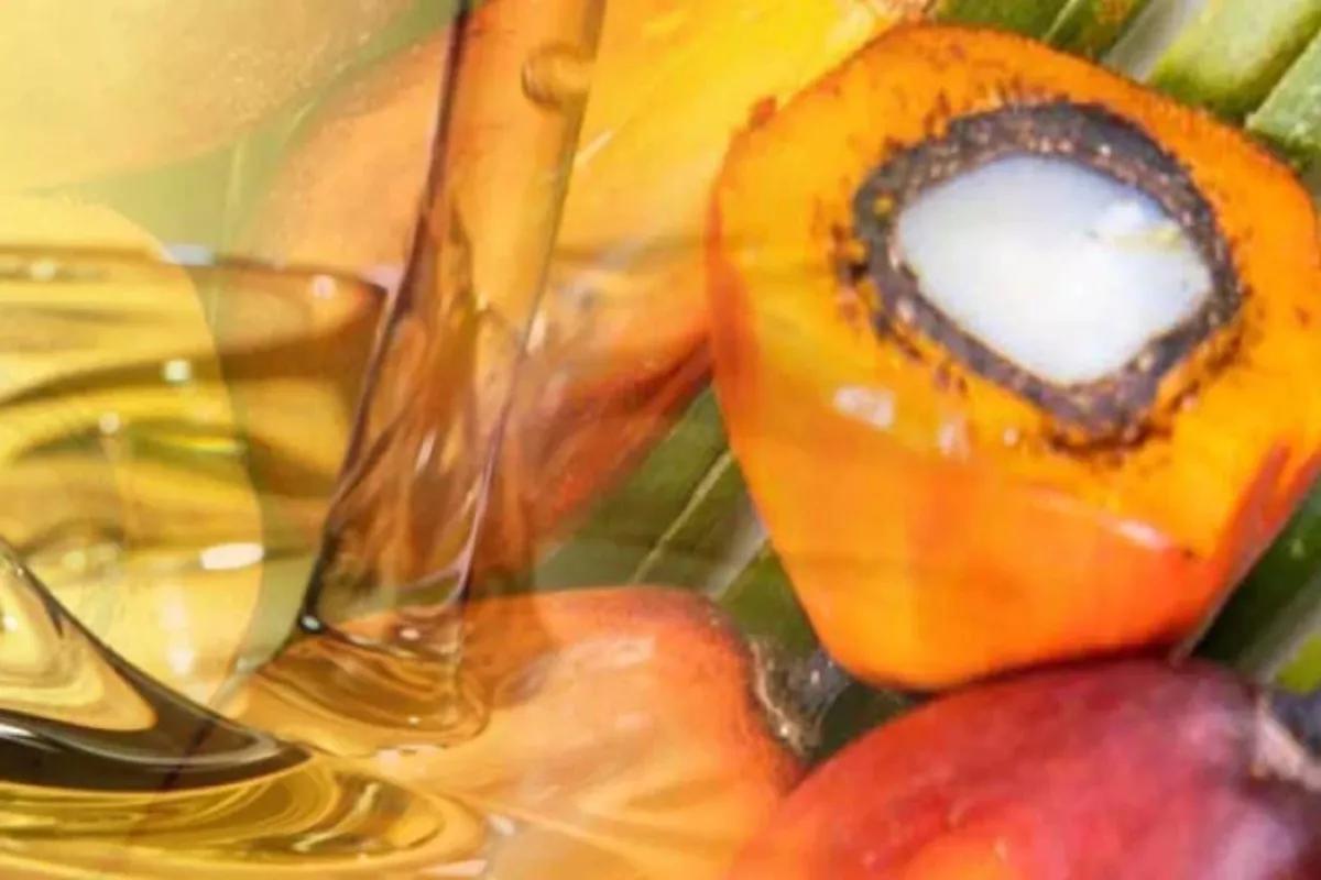 Harga CPO KPBN 18 Mei Naik Rp15.300 Per Kg Ditopang Reli Minyak Mentah