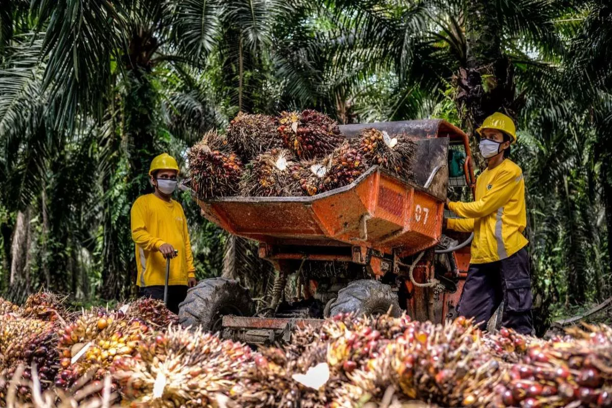 Pasar Wait and See Menanti Data MPOB, Harga CPO Terancam Koreksi