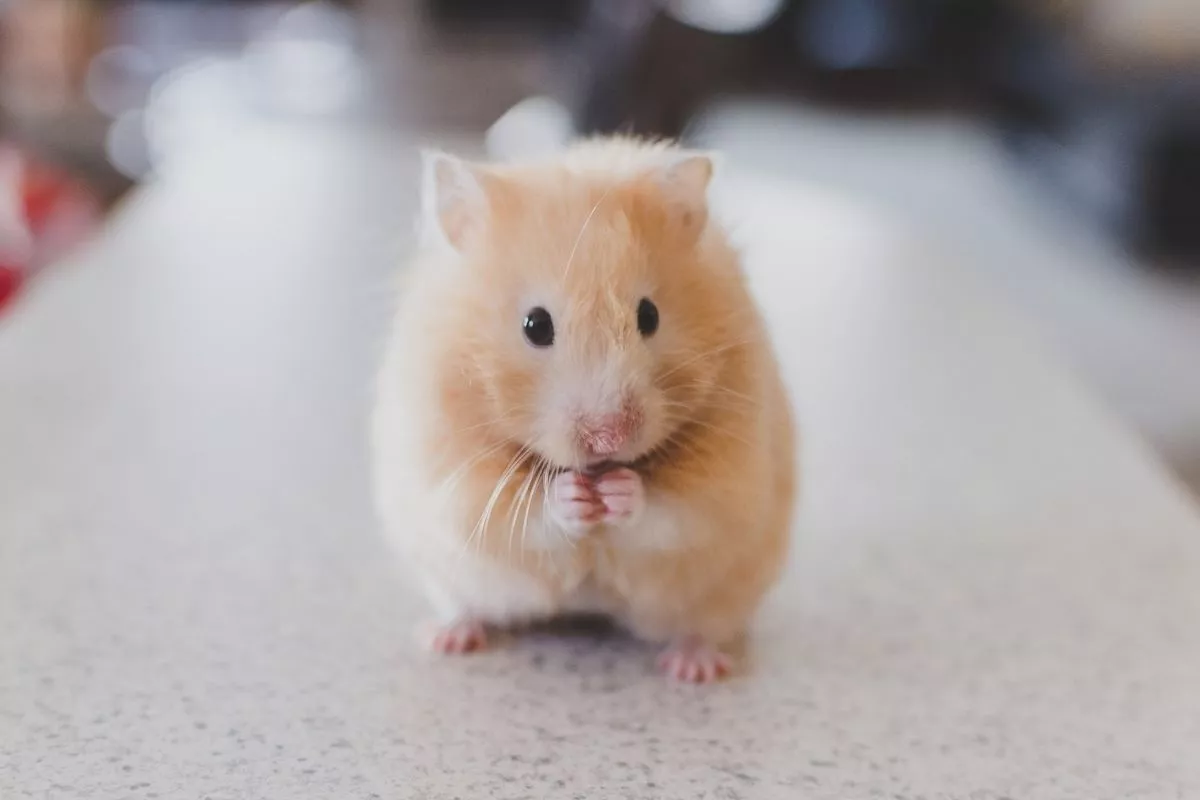 Kenali 5 Tanda Hamster Stres Agar Tidak Berdampak Fatal pada Hewan