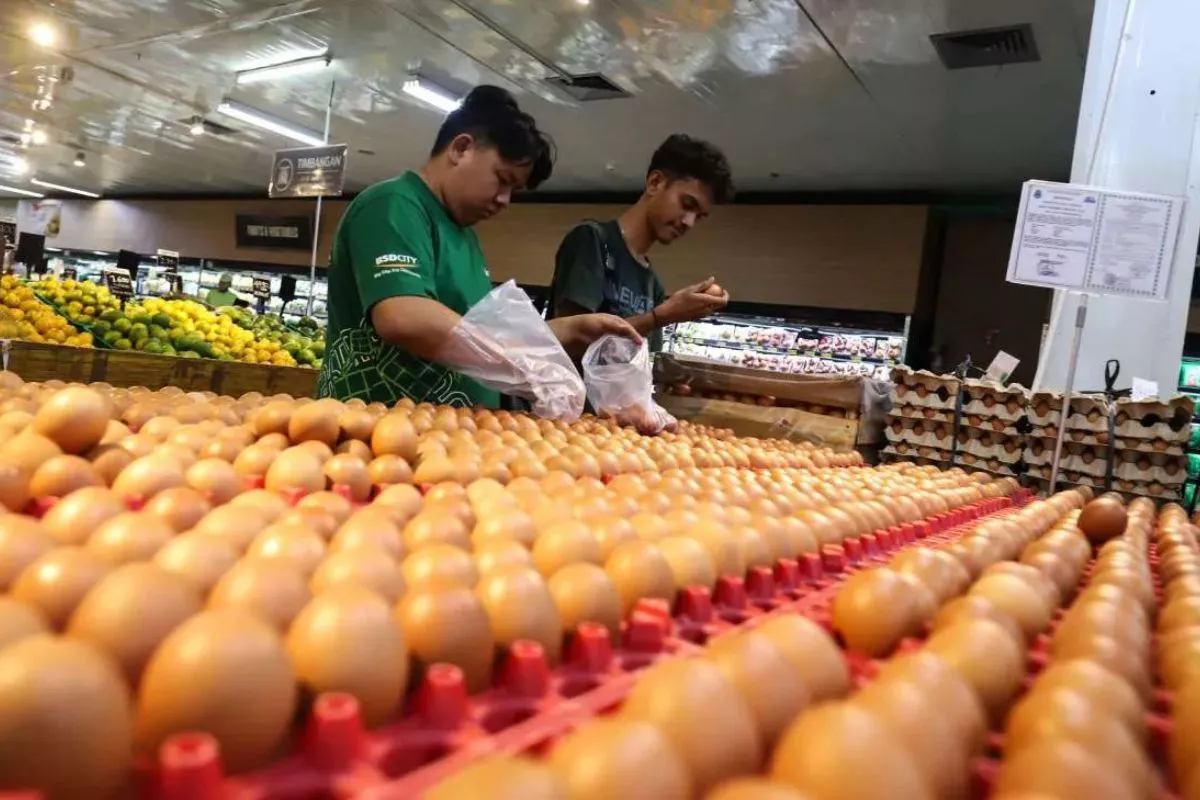 Program MBG Kembali Berjalan, Harga Telur Ayam Mulai Naik
