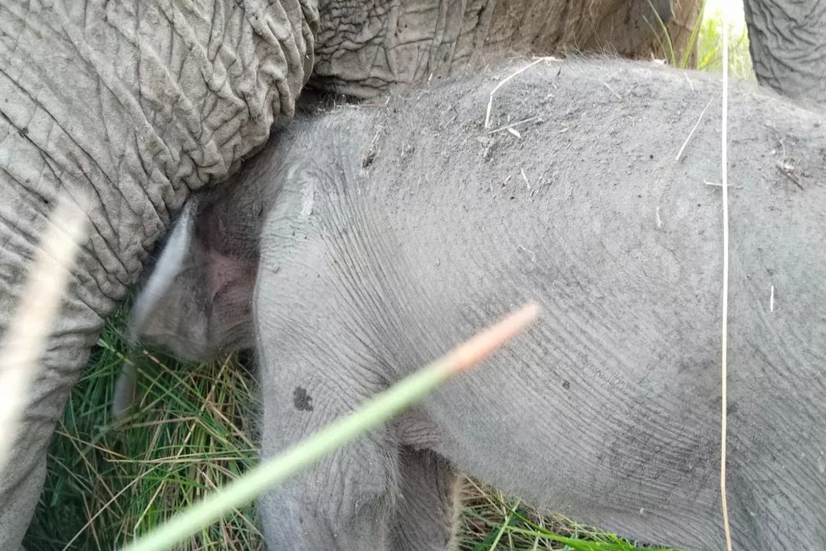 Anak Gajah Lahir Tepat di HUT RI di PKG Jalur 21 Sumatera Selatan