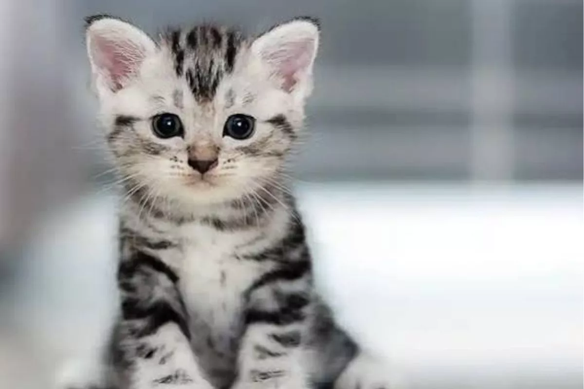 Deretan Alasan Mengapa Kucing Liar Sering Datang ke Rumah