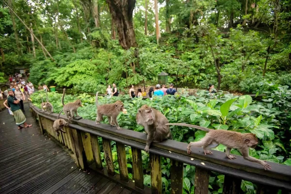 Rekomendasi Wisata Alam Bali Selain Pantai: Destinasi Hijau di Ubud