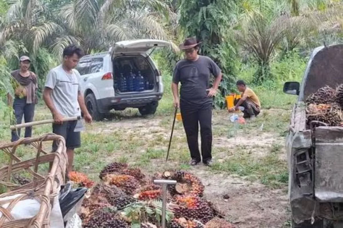 Didorong Harga CPO, TBS Sawit Plasma Riau Menguat Lagi