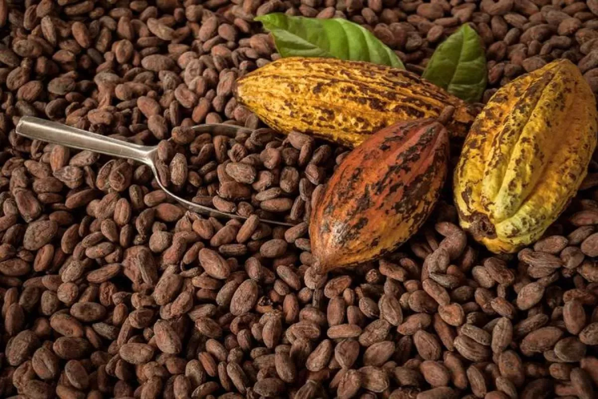 Harga Kakao Kering Petani Aceh Tenggara Naik Jadi Rp 43.000 per Kg
