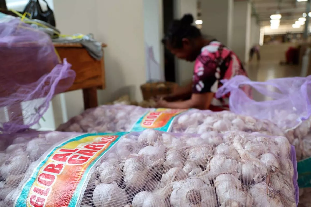 Harga Bawang Putih Mulai Turun, BPS Sebut Pasokan Nasional Aman
