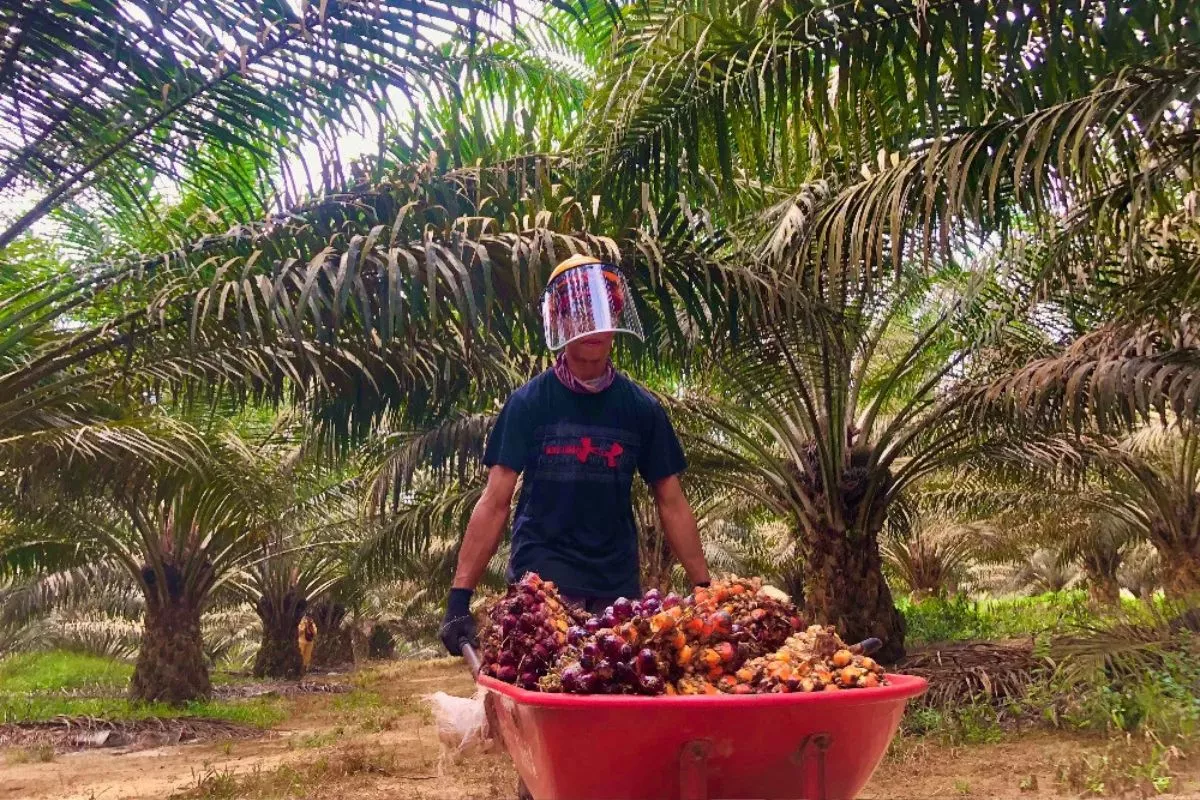 RI Gandeng PNG dan Malaysia Dorong Sawit serta Kakao Berkelanjutan
