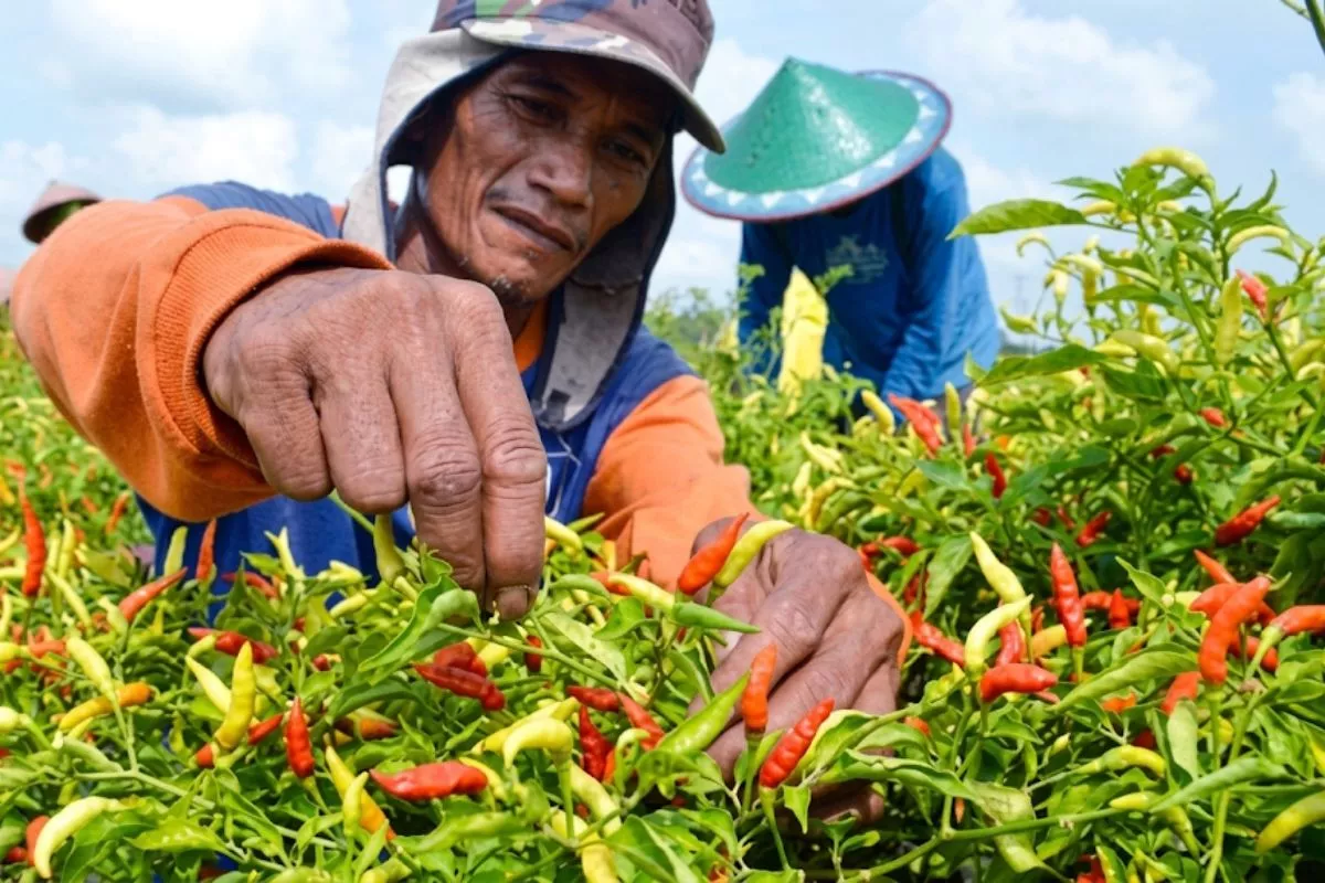 Dampak Cuaca, Harga Cabai Rawit di Temanggung Naik Jadi Rp65.000/Kg