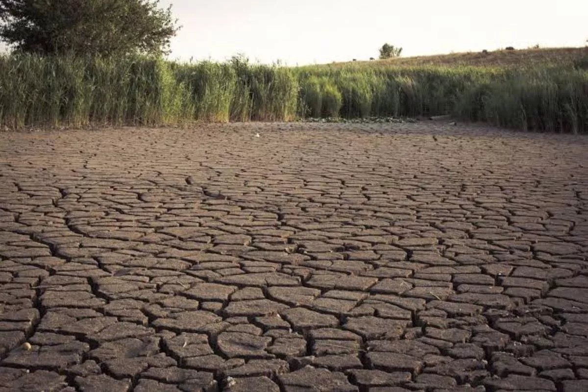 El Nino Menguat, BMKG Sebut Jawa Timur Rawan Kekeringan