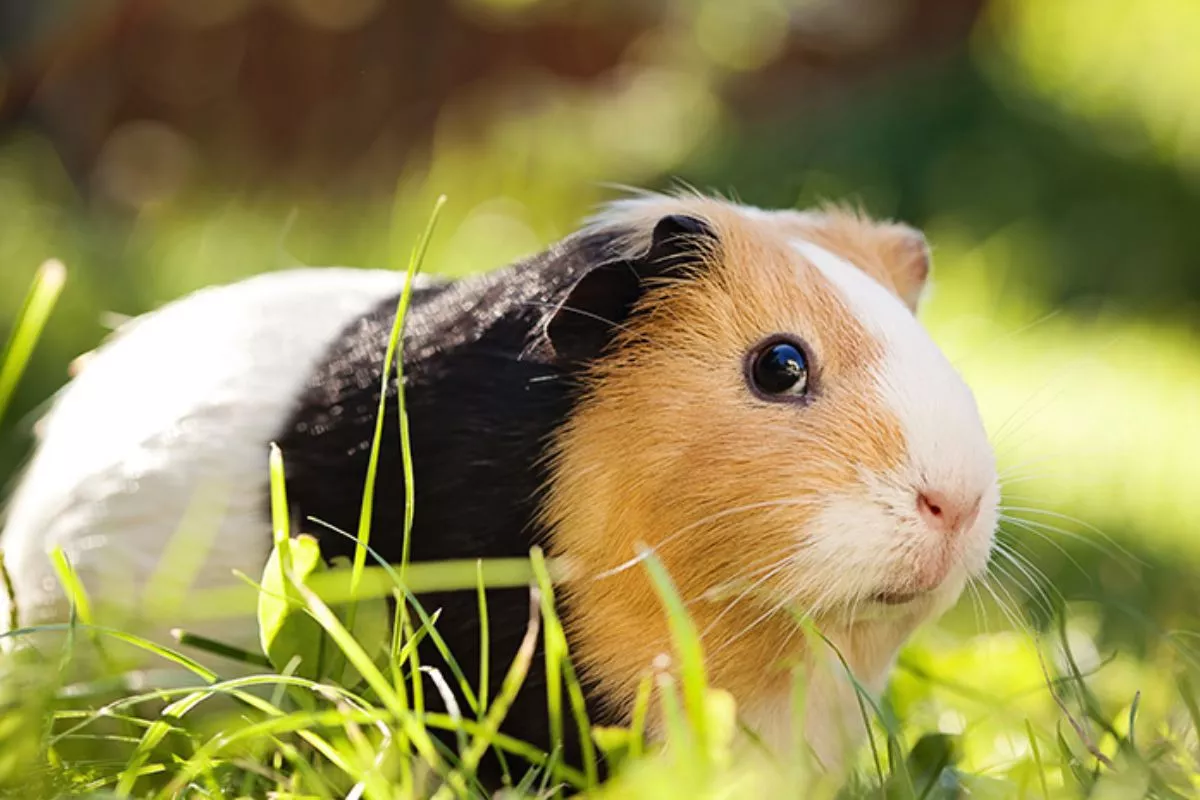Ketahui Perbedaan Marmut dan Hamster Sebelum Memilih Peliharaan