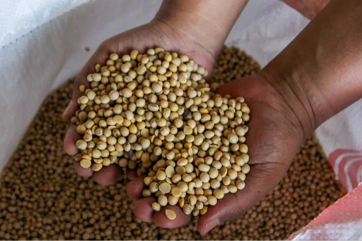 Pemerintah Subsidi Kedelai Rp 2.000 per Kg, Kuota 250 Ribu Ton
