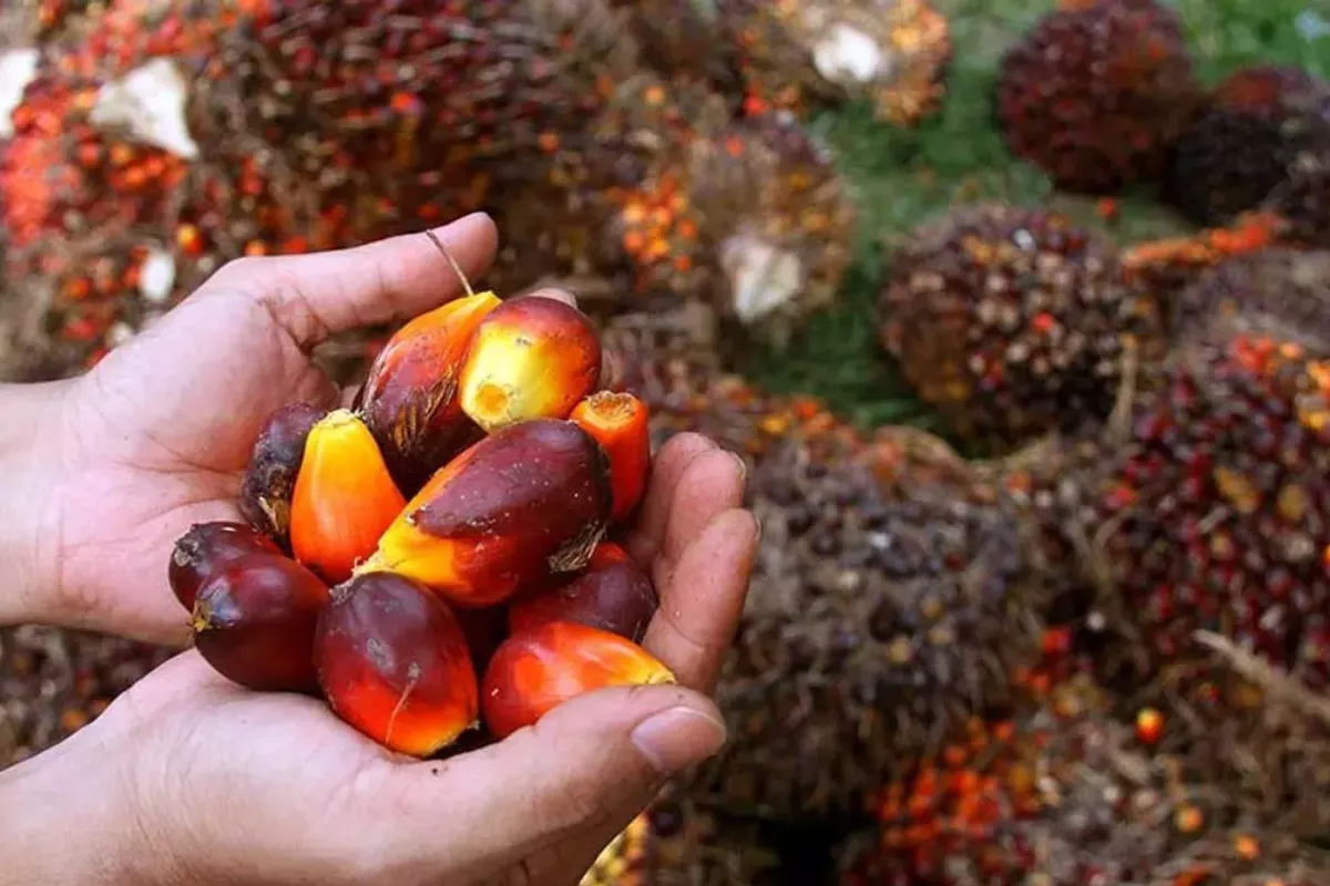 Harga CPO Jatuh ke Level Terendah Sepekan pada Kamis 25 Juni 2026