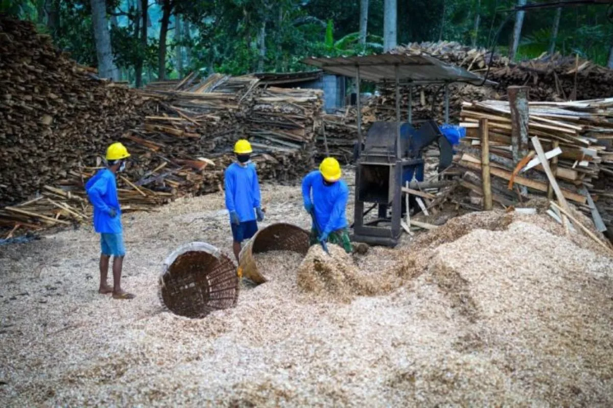 Dorong Transisi Energi, Biomassa Sorgum Jadi Fokus Baru PLN EPI