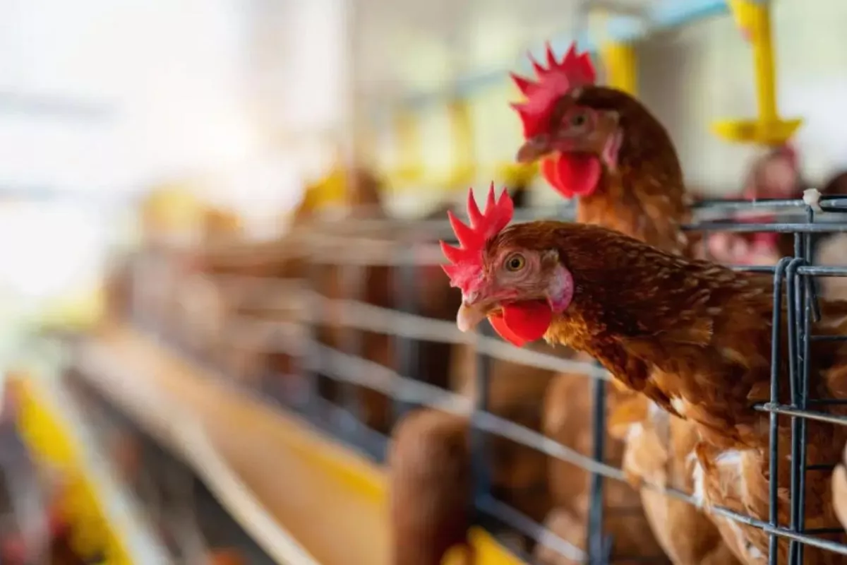 Prospek Laba dan Harga Saham Sektor Poultry Dinilai Masih Sangat Besar