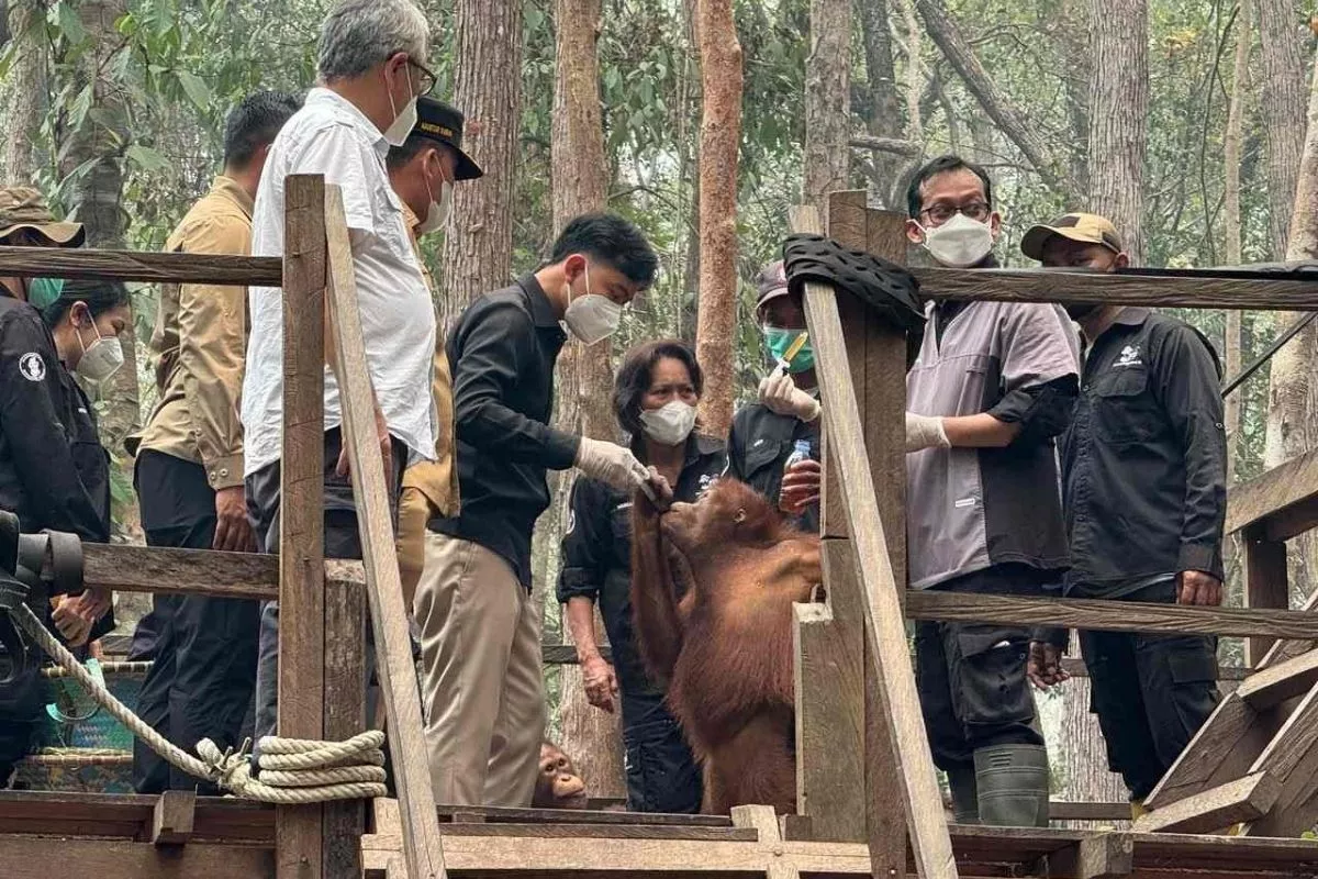 Wapres Gibran Minta Pemulihan Imbas Karhutla Sasar Satwa dan Habitat