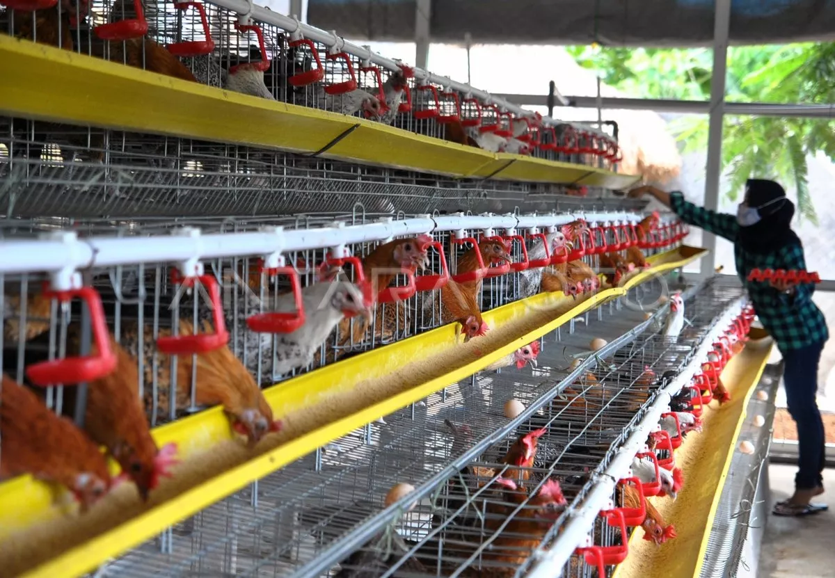 Harga Telur Ayam Anjlok Saat Harga Pakan Ternak Kian Meroket