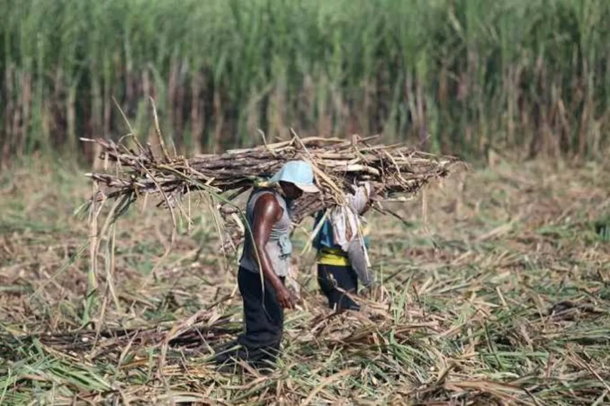 Petani Tebu Desak HPP Gula Naik Jadi Rp16.875 per Kg