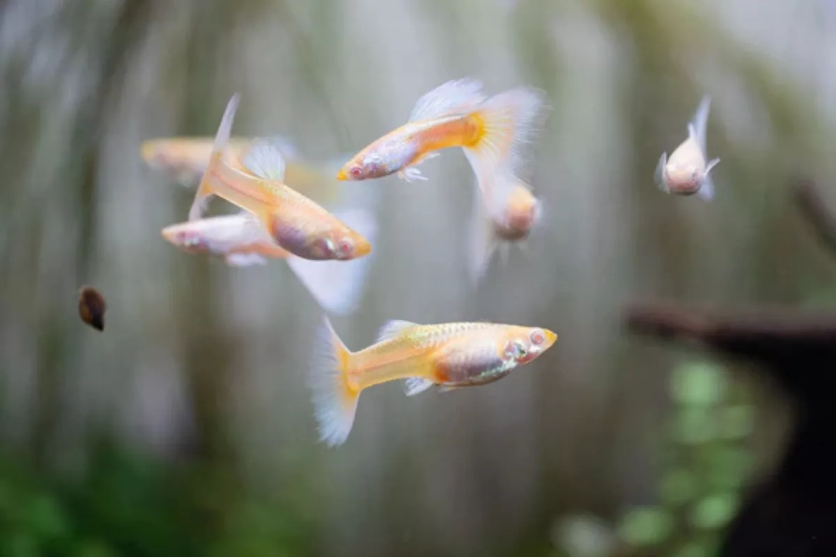 Panduan Lengkap Merawat Ikan Hias untuk Pemula Agar Tidak Cepat Mati