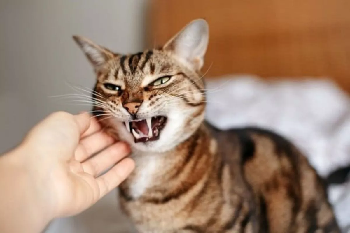 Kenali 5 Penyebab Kucing Stres yang Kerap Tidak Kamu Sadari di Rumah