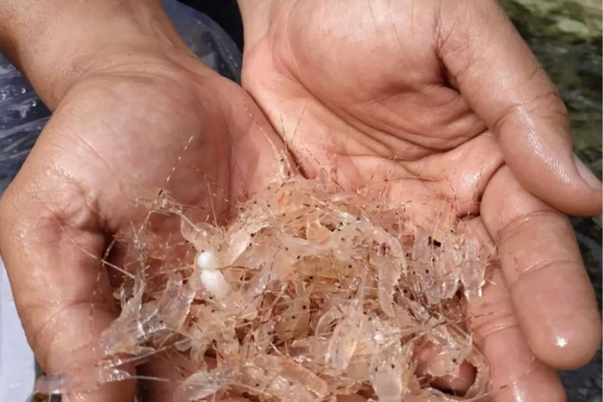 Pembudidaya Lobster Laut di Pesisir Selatan Kesulitan BBL