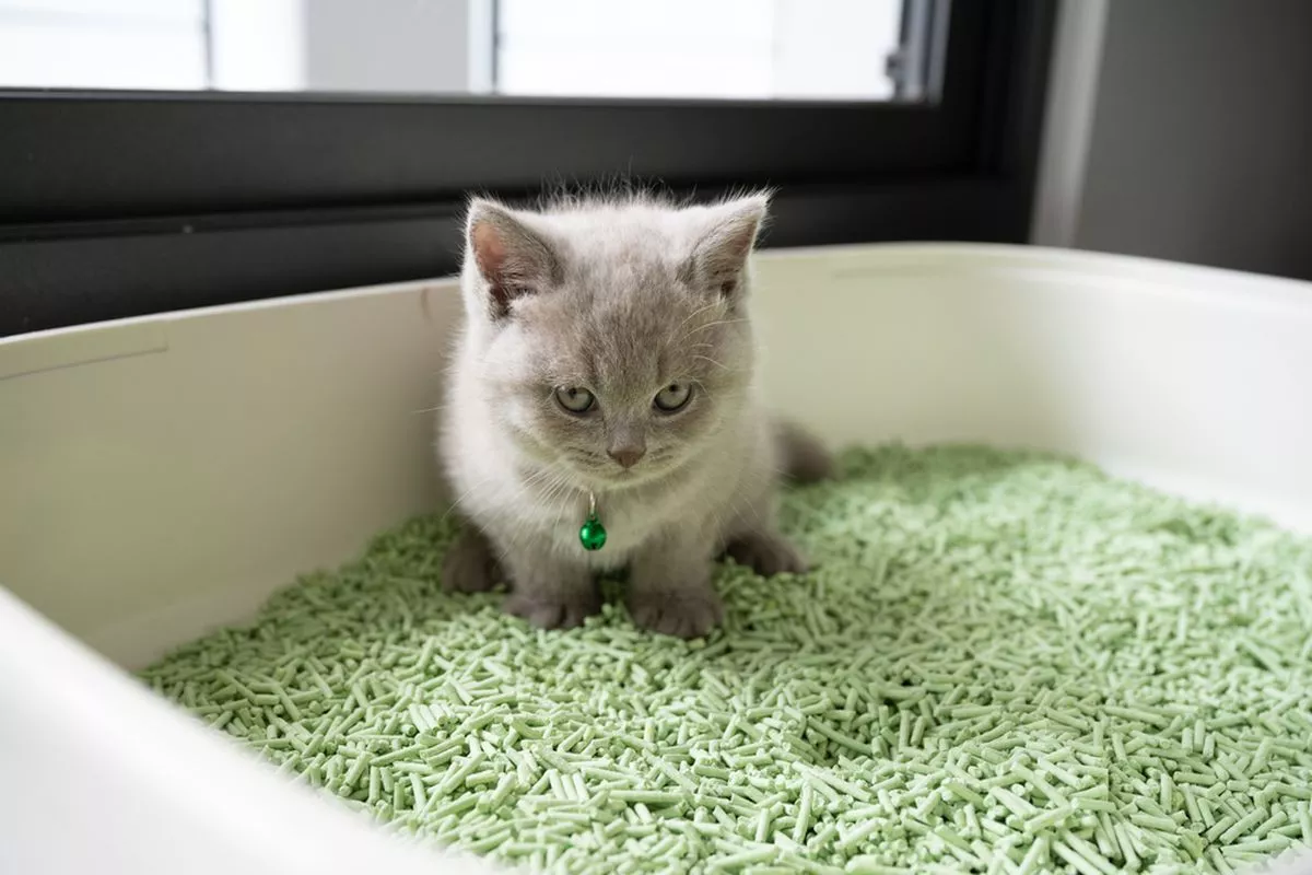 Tips Melatih Kucing Kampung Pup dan Kencing di Pasir