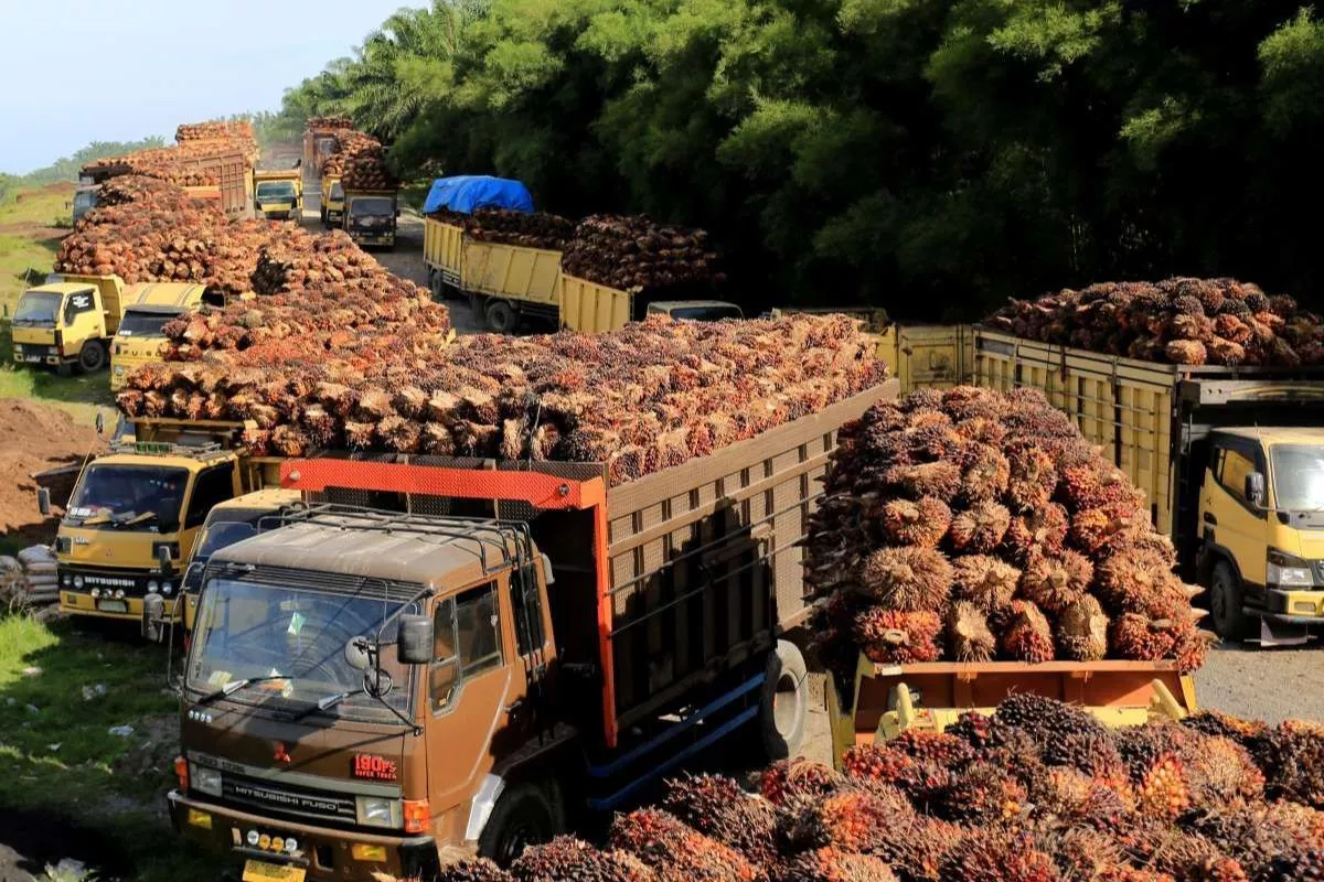 Harga Kontrak CPO Melemah Dipicu Penguatan Ringgit dan Lesunya Pasar India