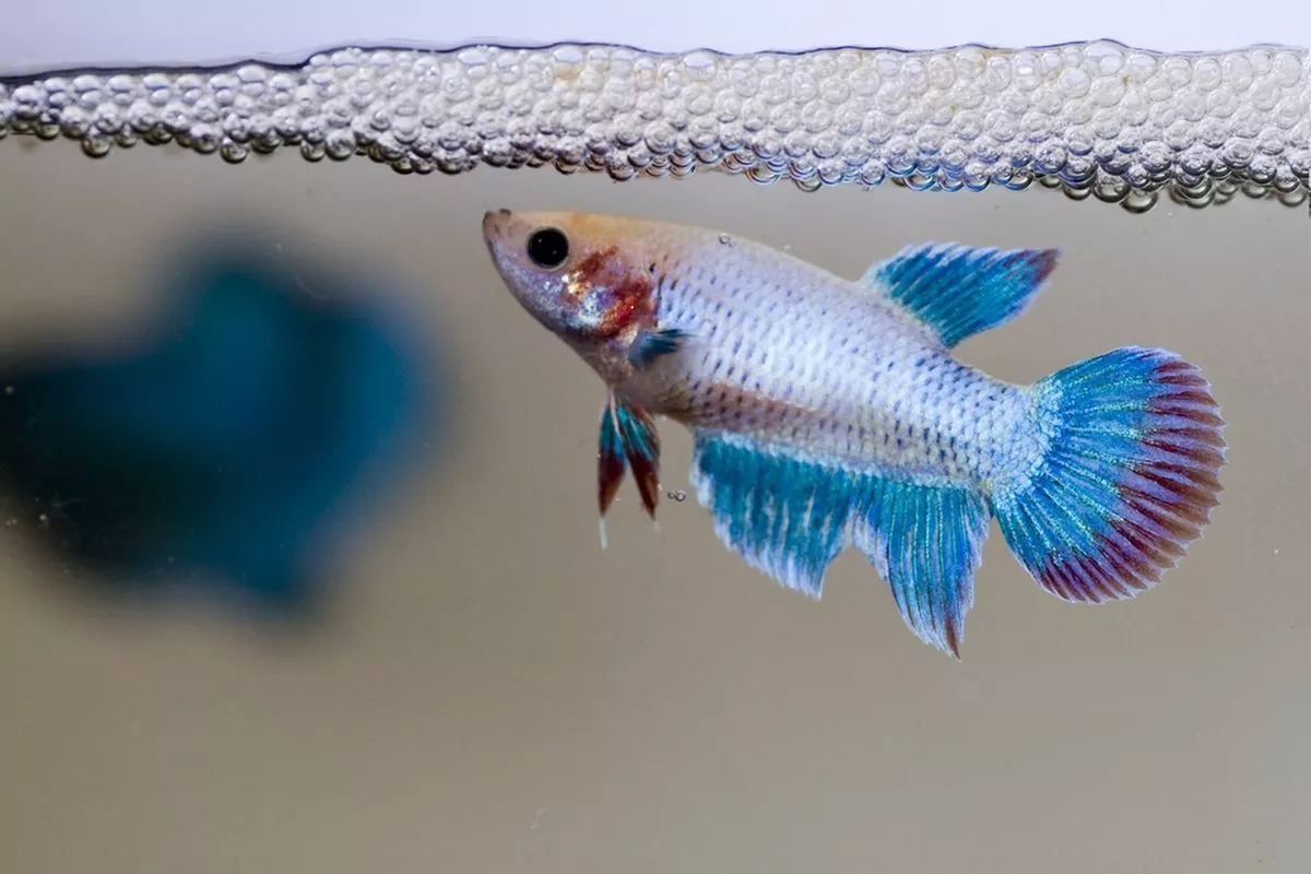 Kenali Tujuh Ciri Fisik Ikan Cupang Betina dengan Mudah