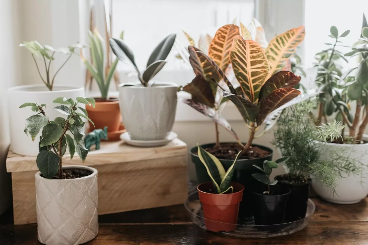 Pot Tanah Liat vs Pot Plastik: Mana yang Terbaik untuk Bunga Kecil?
