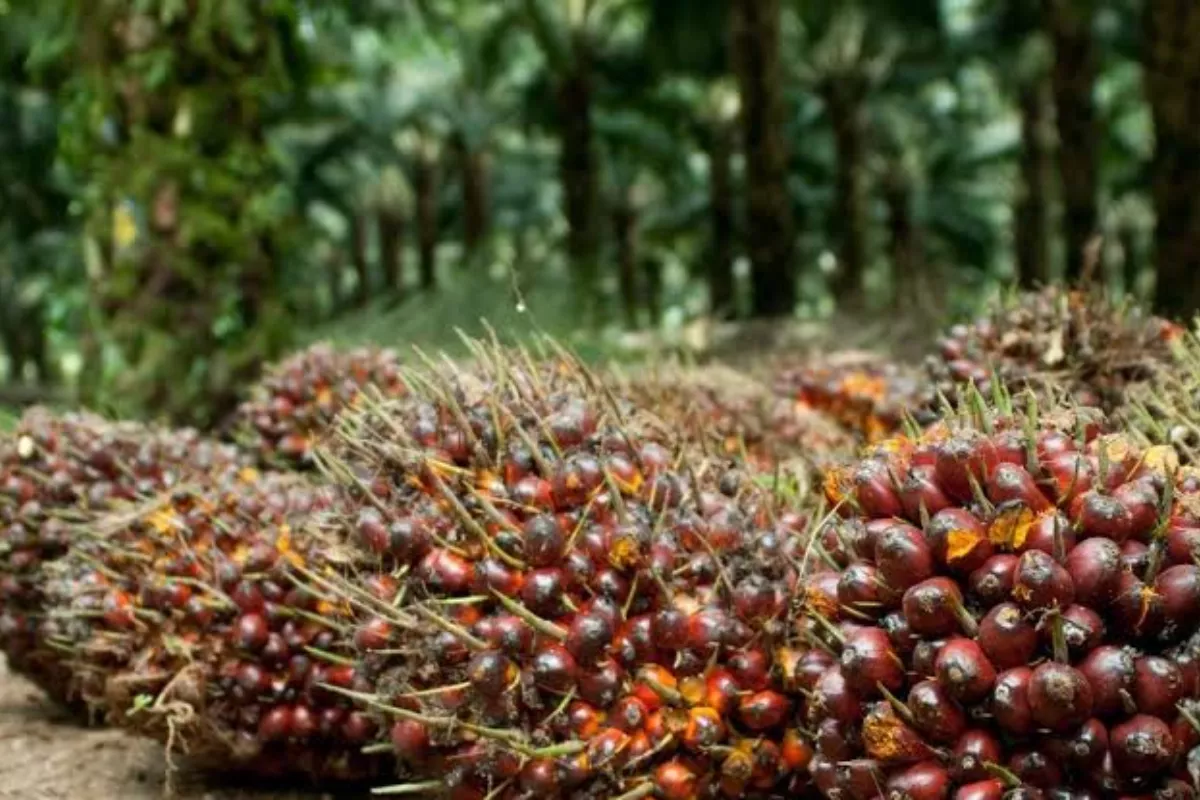 Jadwal Lengkap Pembagian Dividen Tunai NSSS Rp5 per Saham