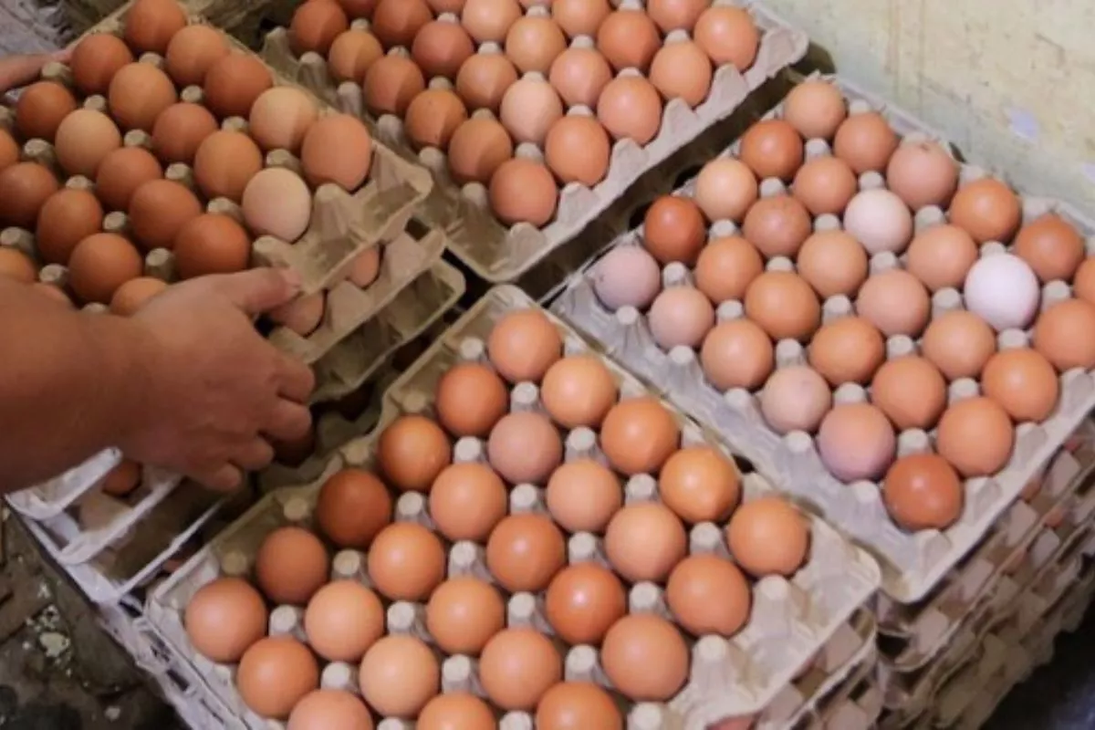 Mentan Sebut Harga Ayam dan Telur Pulih Usai MBG Jadi Offtaker