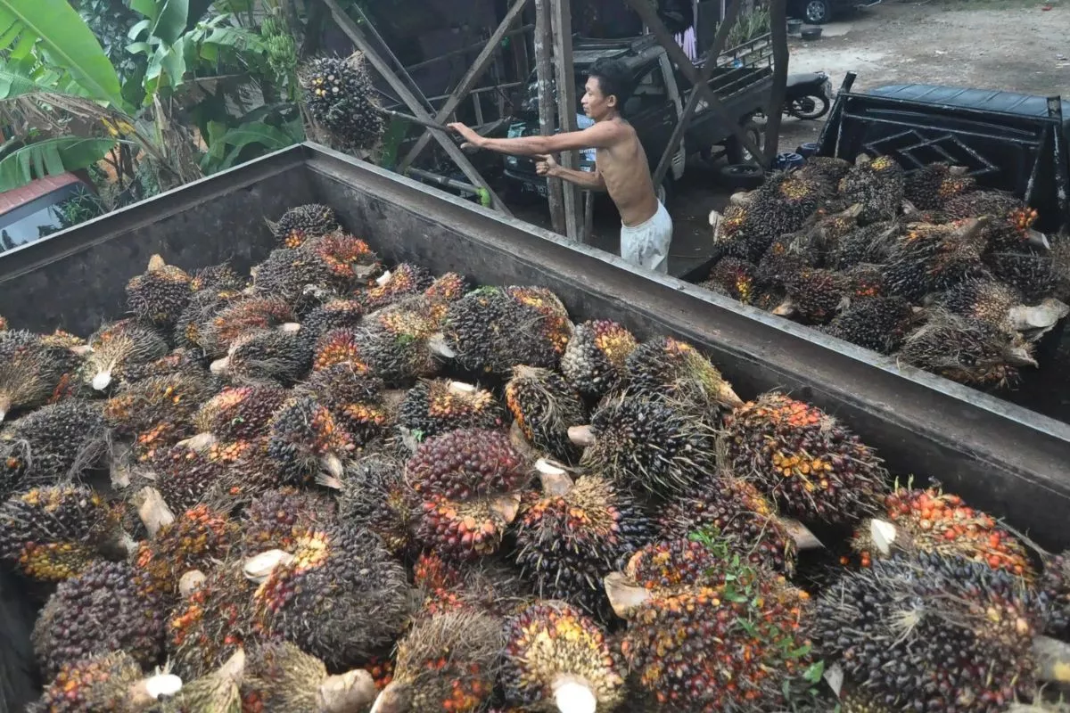 Petani Sawit Minta Pemerintah Tunda Mandatori B50