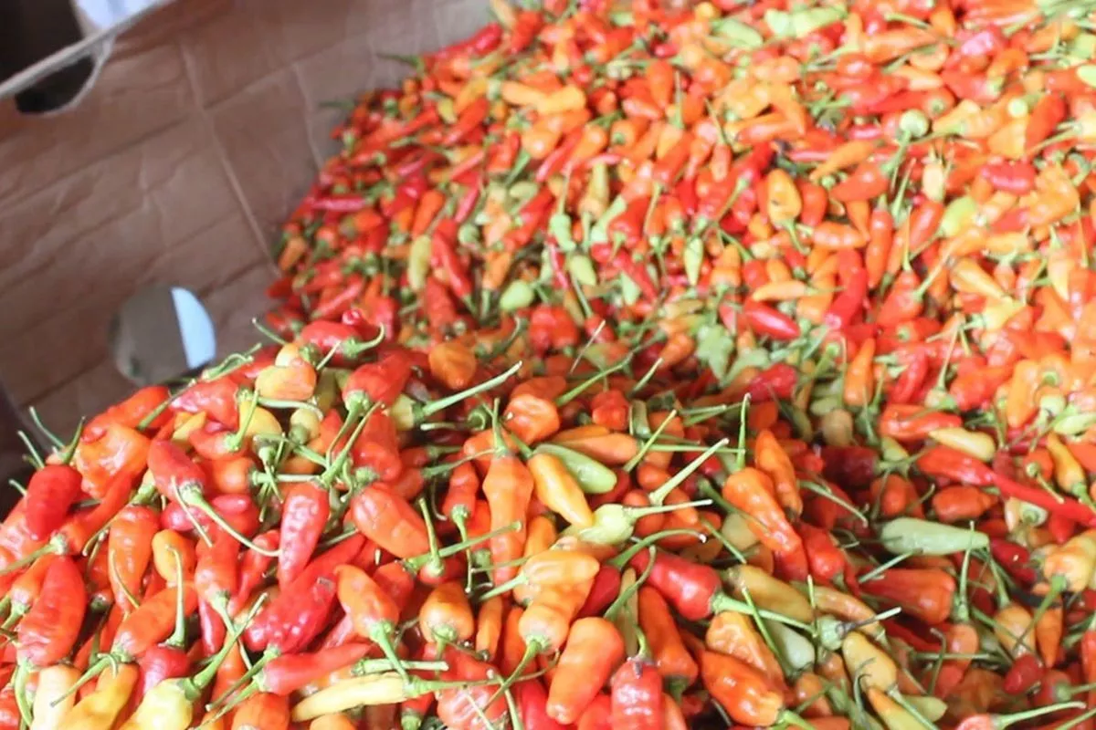 PIHPS Catat Harga Cabai Rawit Rp72 Ribu Serta Telur Ayam Rp31 Ribu