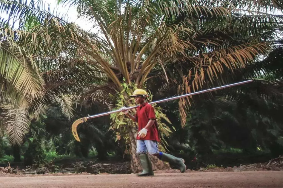 Analisis Laba Nusantara Sawit NSSS yang Turun Tipis di Awal Tahun 