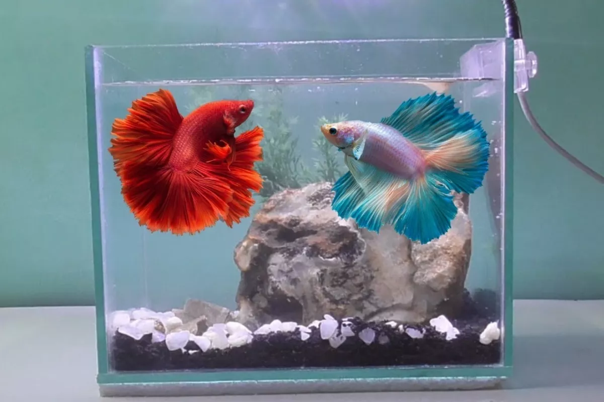 Panduan Lengkap Memilih dan Merawat Ikan Cupang untuk Pemula