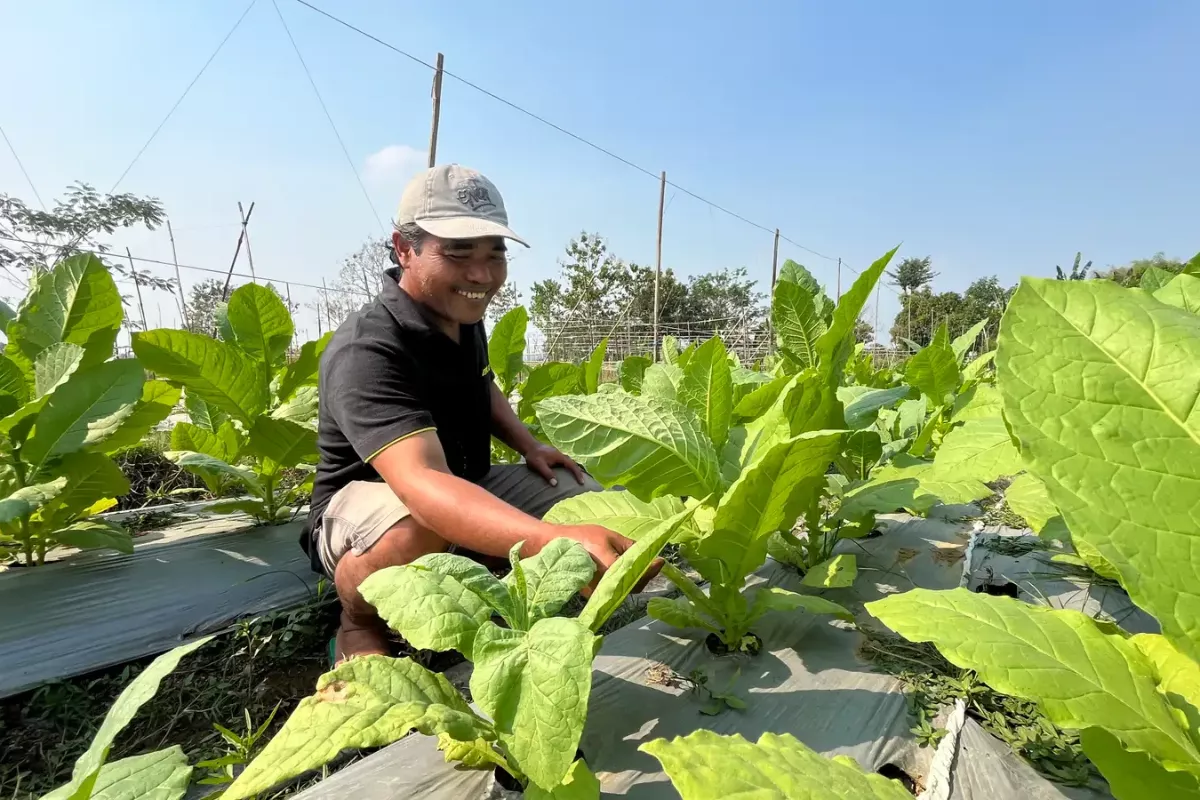 Musim Kemarau Kering Untungkan Petani Tembakau Selogiri Wonogiri