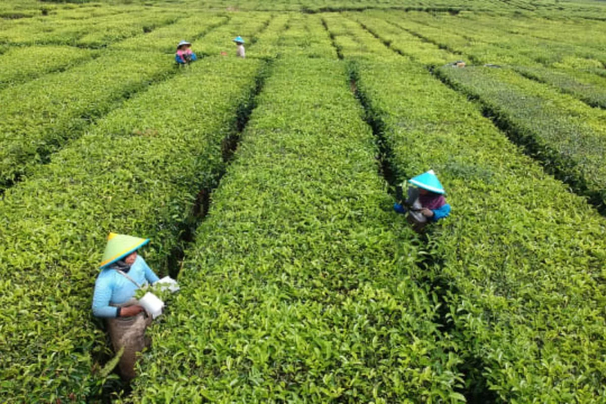 PTPN Group Targetkan Modal Rp140 Triliun Demi Bangun Pabrik Baru