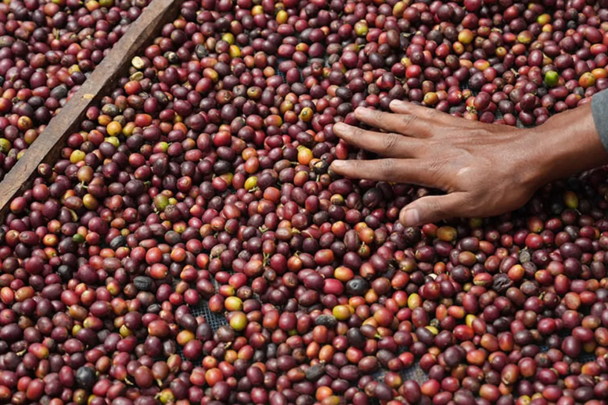 Harga Kopi Arabika Melonjak Akibat Panen di Brasil Terganggu Hujan