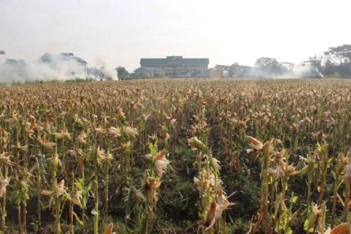 Produksi Jagung Pipilan hingga September Diperkirakan Menyusut