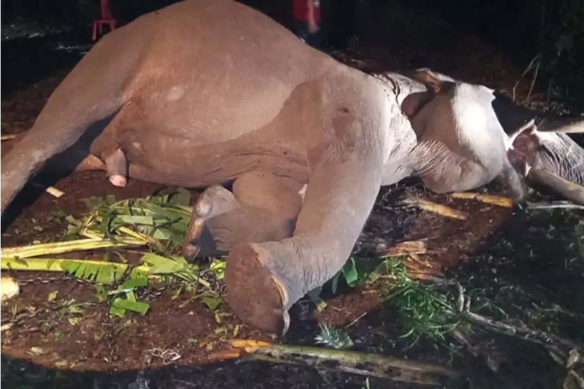 Berduka, Gajah Indro Sang Penjaga Konflik di Tesso Nilo Mati