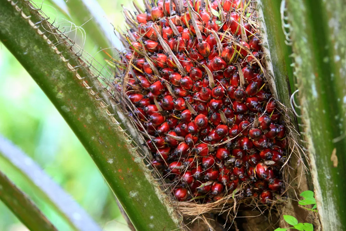 Harga TBS Sawit Kalbar Periode III Agustus 2026 Tembus Rp3.618 per Kg