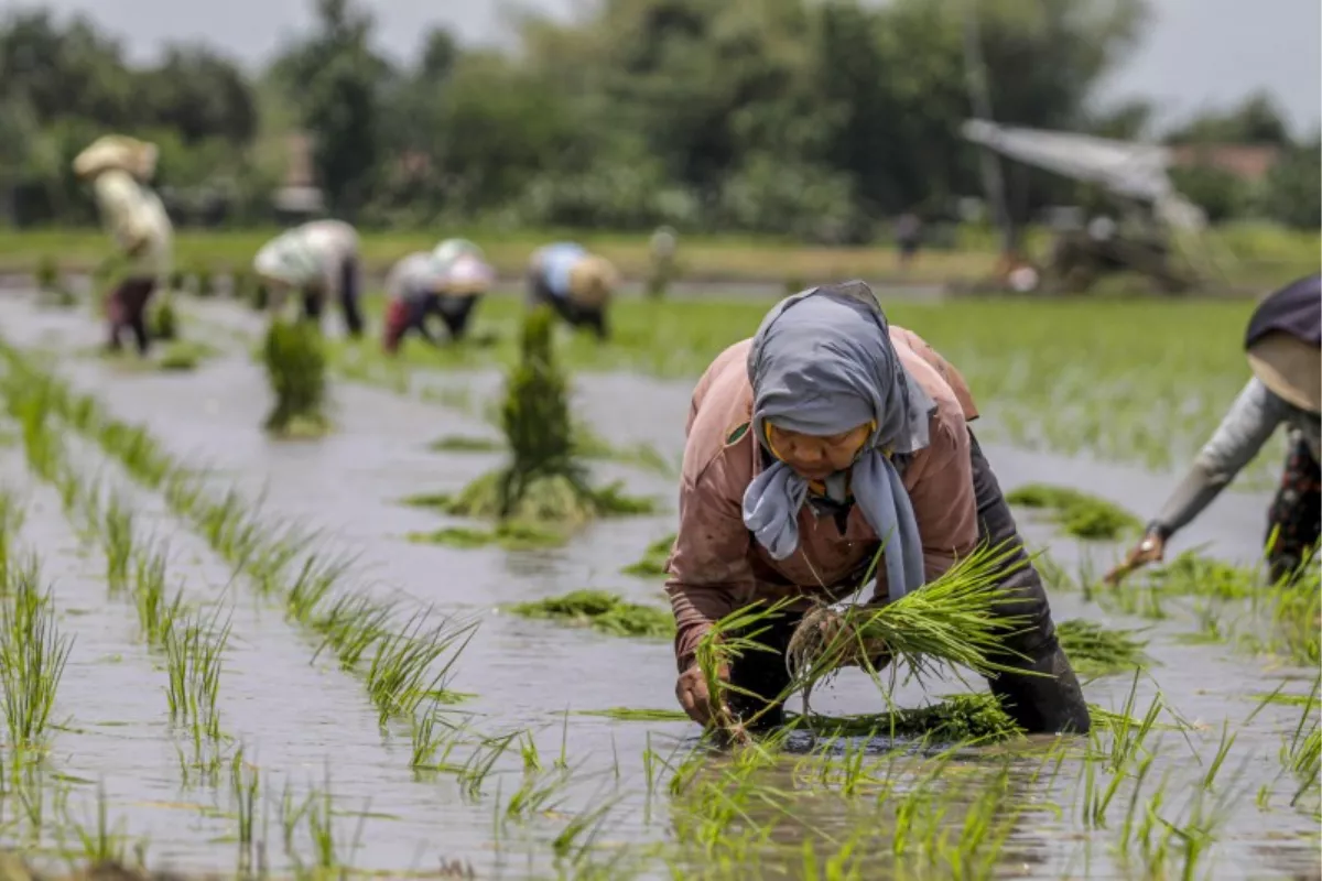 Papua Perlu Perkuat Hilirisasi Pangan Lokal, Tak Cukup Cetak Sawah