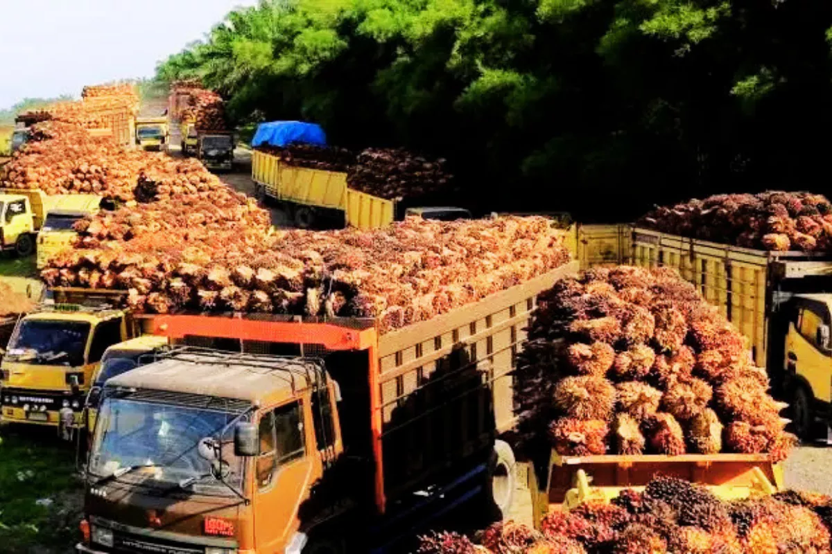 Naik Lagi! Harga TBS Sawit Swadaya Riau Periode 8-14 Juli Naik Rp14,67/Kg