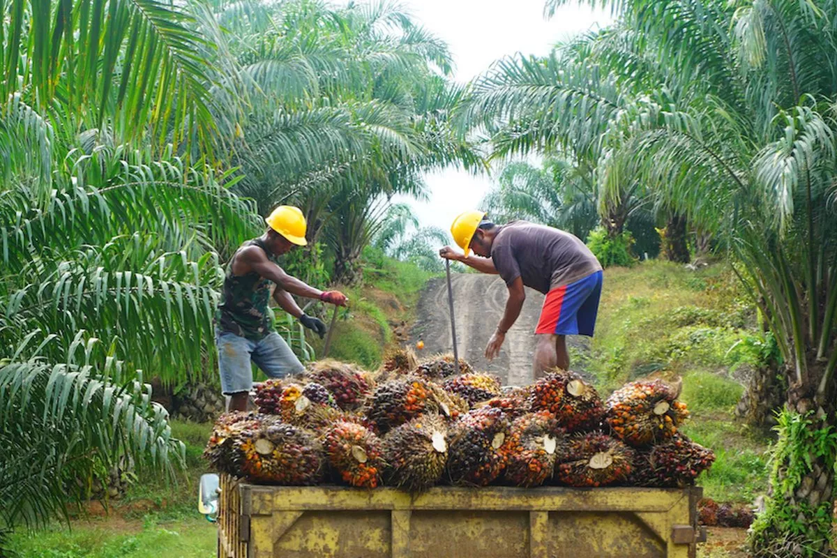 Bea Keluar CPO September 2026 Dipatok US$148 per Metrik Ton Oleh Kemendag