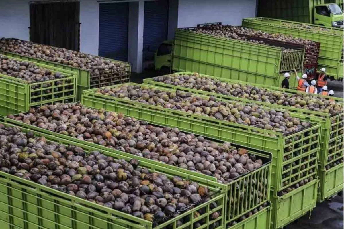 Sinergi Kementan dan Danantara Garap Industri Hilir Kelapa
