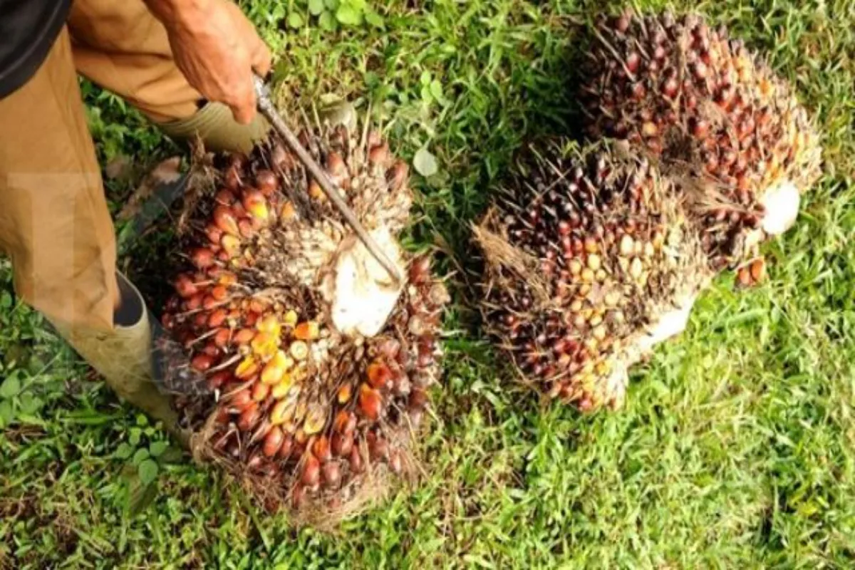 Langkah Pemerintah Tingkatkan Produktivitas Sawit Melalui PSR