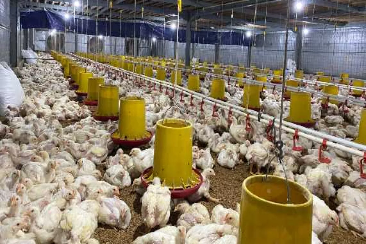 Rupiah Melemah dan Impor Tekan Industri Unggas Harga Pakan Meningkat Lagi