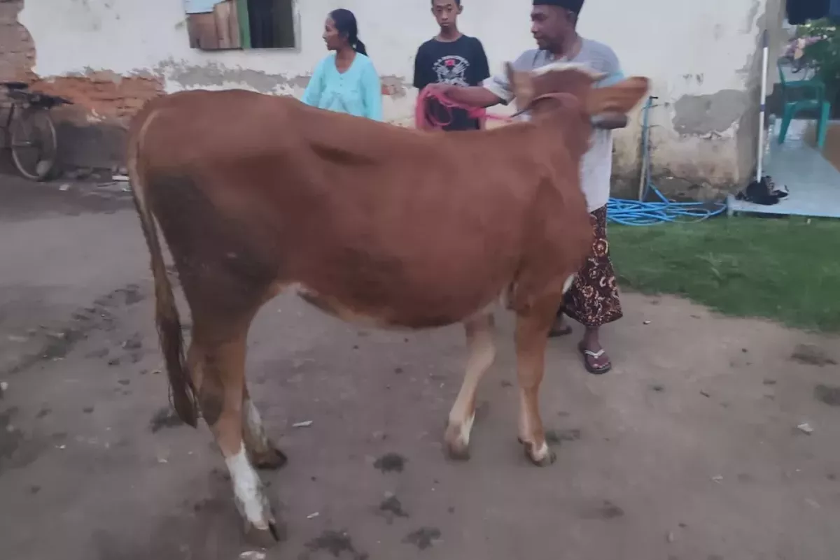 Maling Bobol Kandang, Sapi Limusin di Lumajang Raib Jelang Kurban