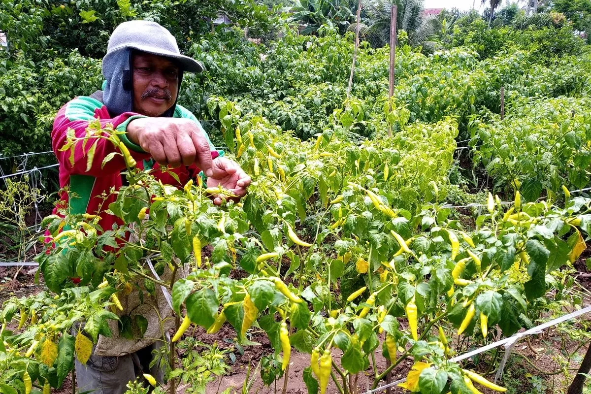 Harga Cabai Rawit Merah Sentuh Angka 63 Ribu Rupiah per Kilogram