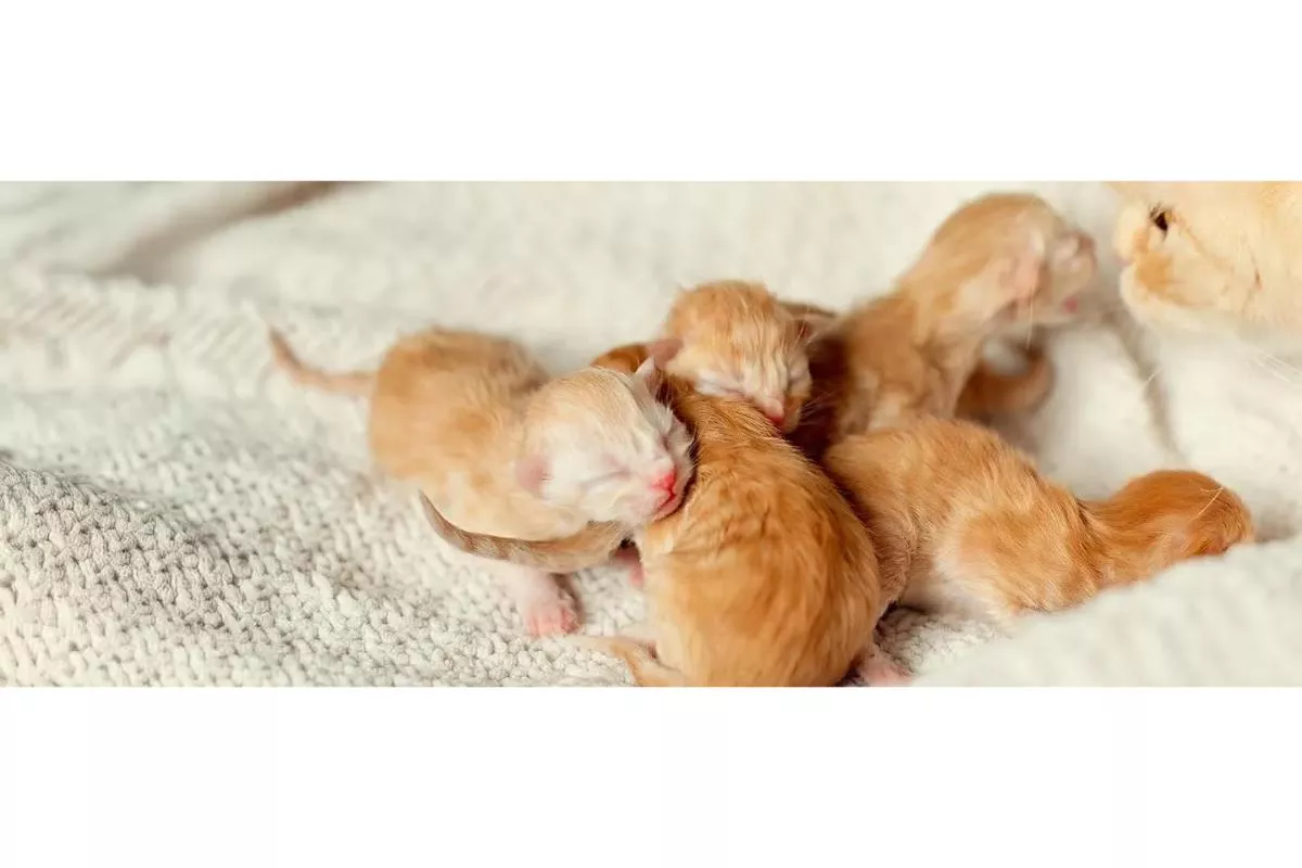 Cara Merawat Anak Kucing Baru Lahir Agar Tetap Sehat Dan Kuat